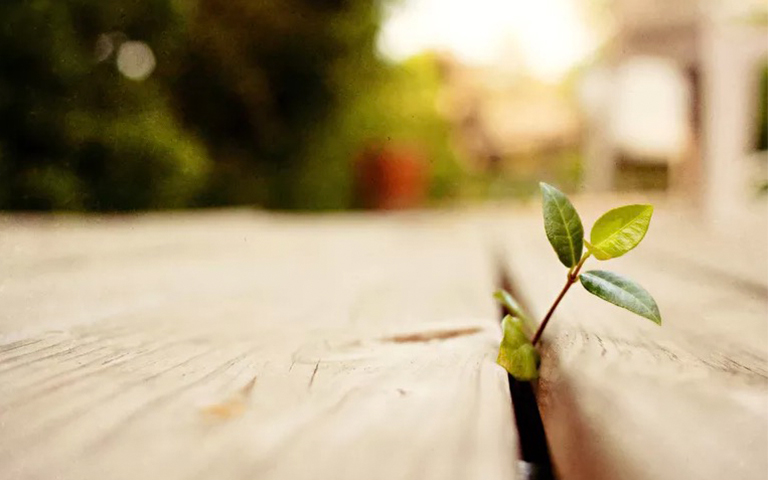 稳定同位素分析