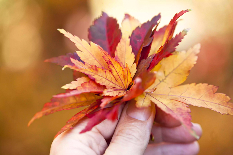 叶绿素不是的光合色素.jpg 叶绿素不是的光合色素