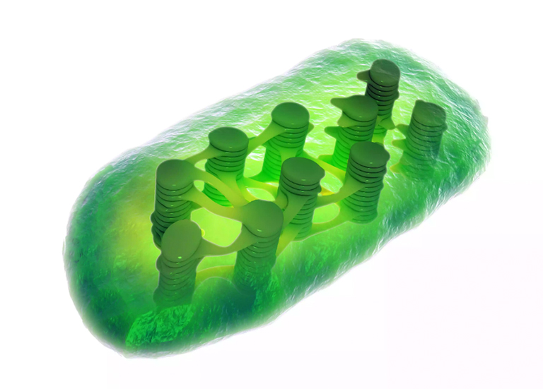 叶绿体是植物细胞中光合作用的场所.jpg 叶绿体是植物细胞中光合作用的场所