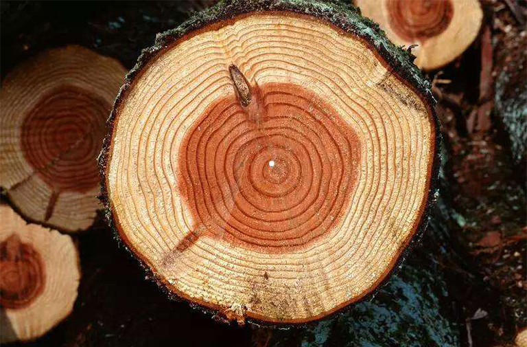 年轮.jpg 年轮