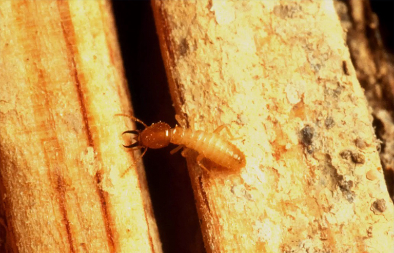 台湾白蚁地下战士.jpg 台湾白蚁地下战士