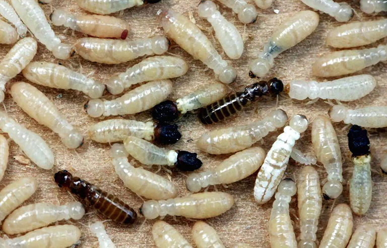 枯木白蚁.jpg 枯木白蚁