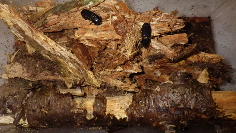 贝斯甲虫.jpg 贝斯甲虫