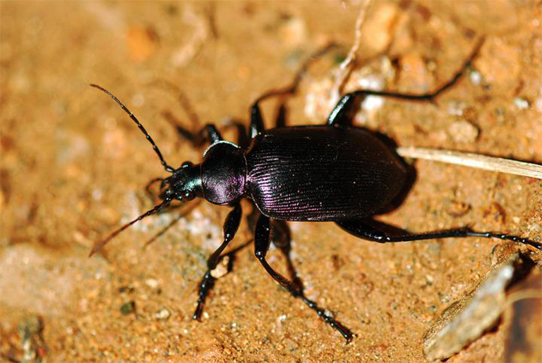 贝斯甲虫.jpg 贝斯甲虫