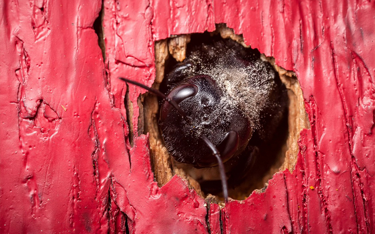 木匠蜜蜂.jpg 木匠蜜蜂