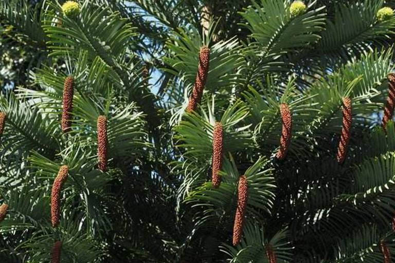 Wollemi松.jpg Wollemi松