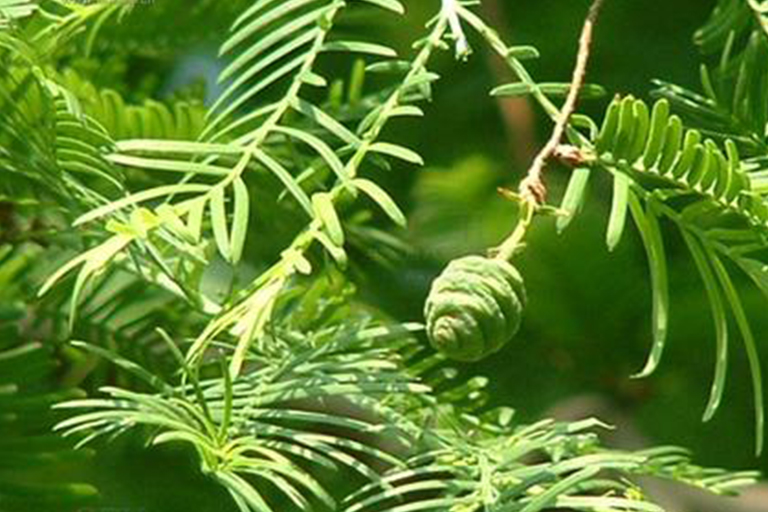 黎明红杉.jpg 黎明红杉