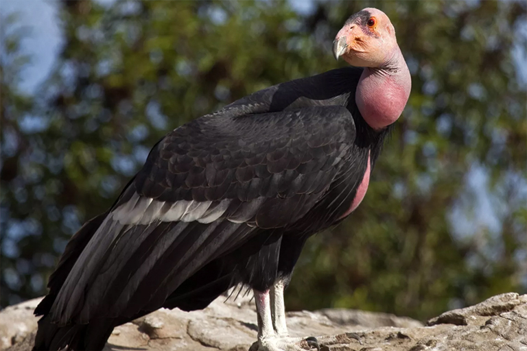 加州秃鹰.jpg 加州秃鹰