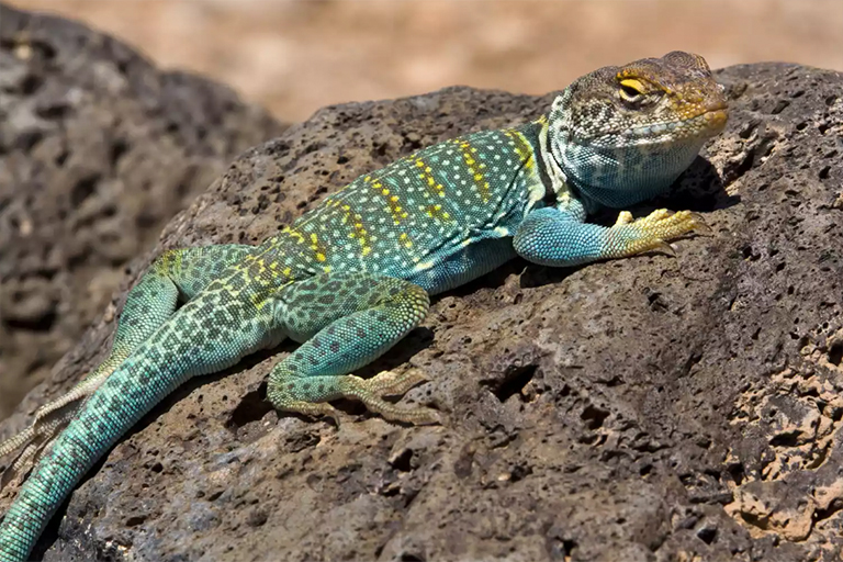 领蜥蜴在一块岩石上.jpg 领蜥蜴在一块岩石上