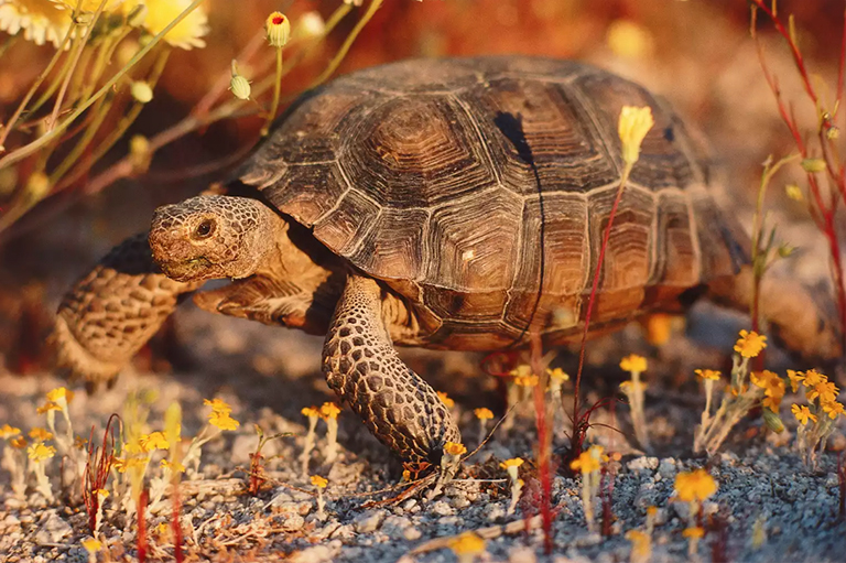 沙漠龟.jpg 沙漠龟