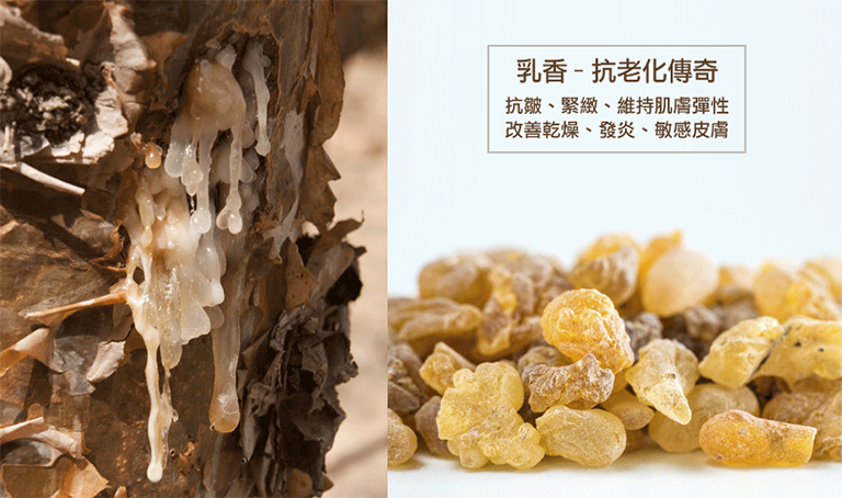 乳香.jpg 乳香