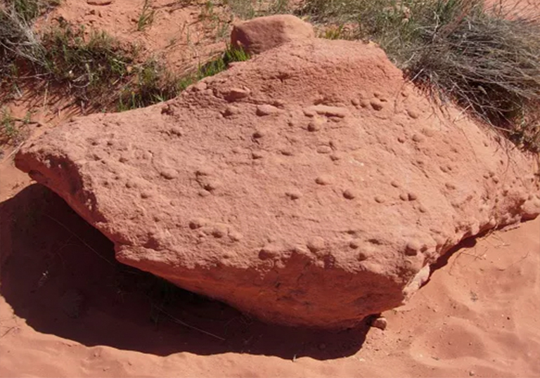 不是化石.jpg 不是化石