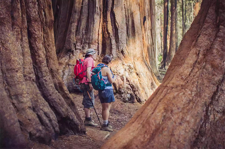 红杉树干之间的徒步旅行者几个.jpg 红杉树干之间的徒步旅行者几个