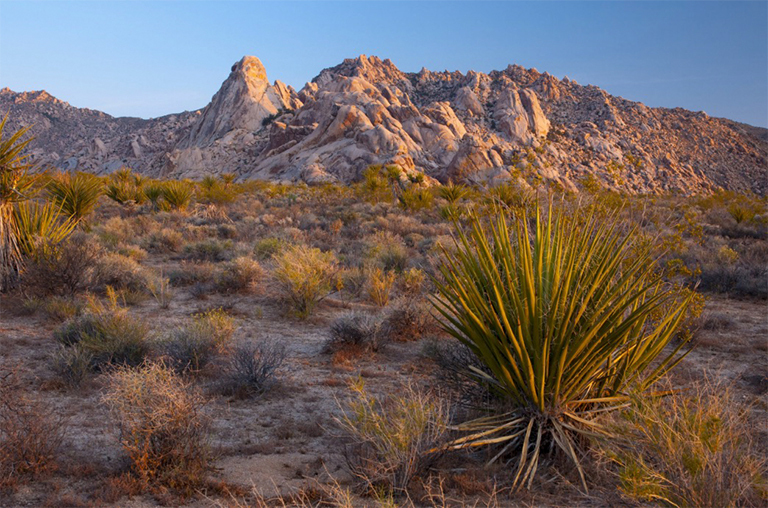 莫哈韦国家保护区,加利福尼亚,美国,北美洲.jpg 莫哈韦国家保护区,加利福尼亚,美国,北美洲