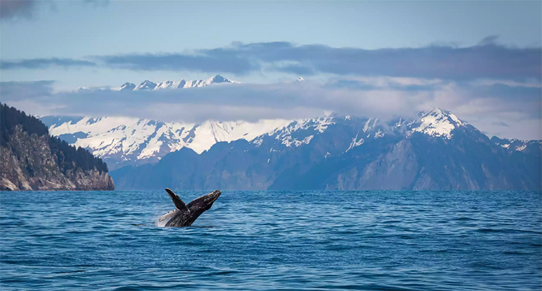 基奈峡湾国家公园.jpg 基奈峡湾国家公园