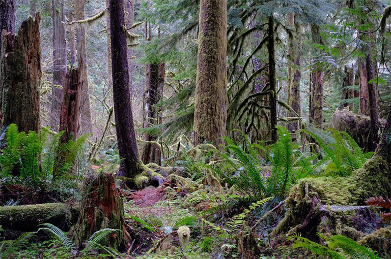 奥林匹克国家公园.jpg 奥林匹克国家公园