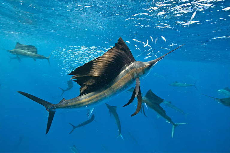 水下视图的组旗鱼沙丁鱼
