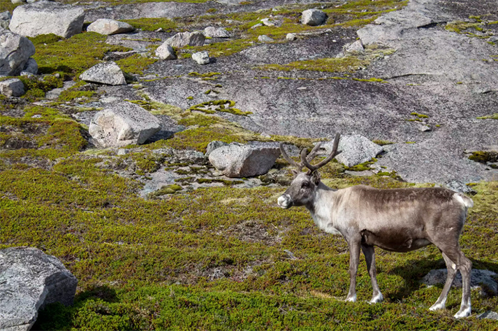 挪威洪宁斯沃.jpg 挪威洪宁斯沃