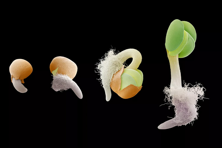 发芽种子.jpg 发芽种子