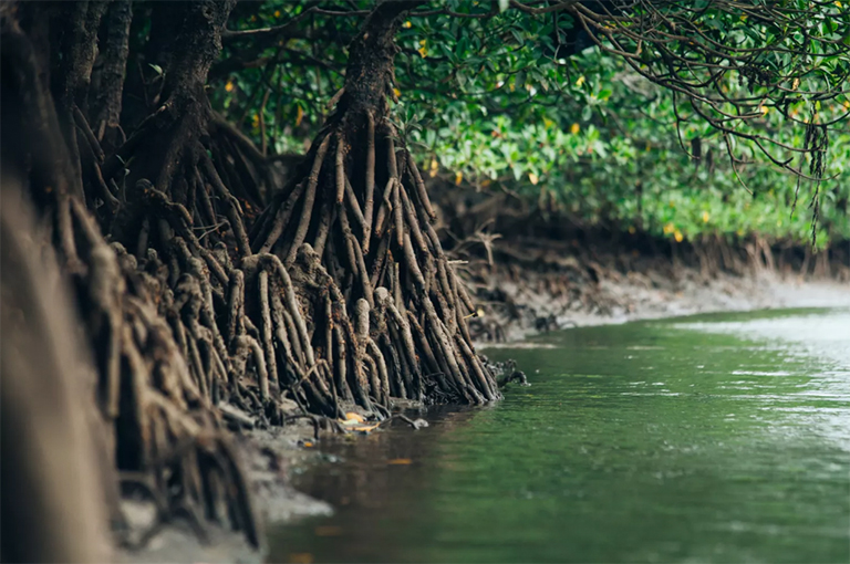 红树林根.jpg 红树林根