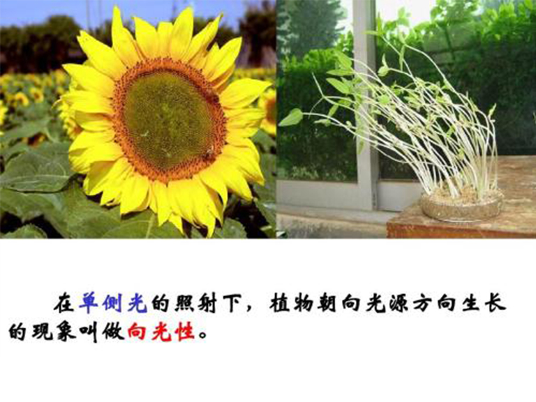 植物向光性.jpg 植物向光性
