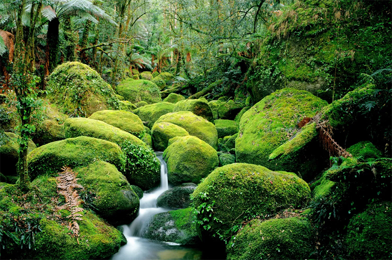 小溪流过长满青苔的巨石.jpg 小溪流过长满青苔的巨石