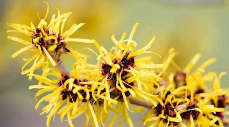 植物修复.jpg 植物修复