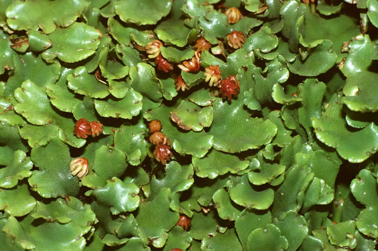 牛膝草.jpg 牛膝草