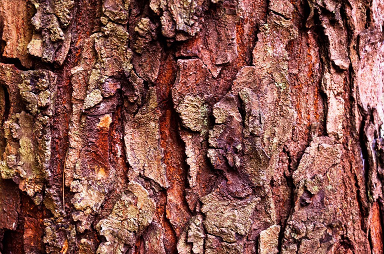 血管组织系统.jpg 血管组织系统