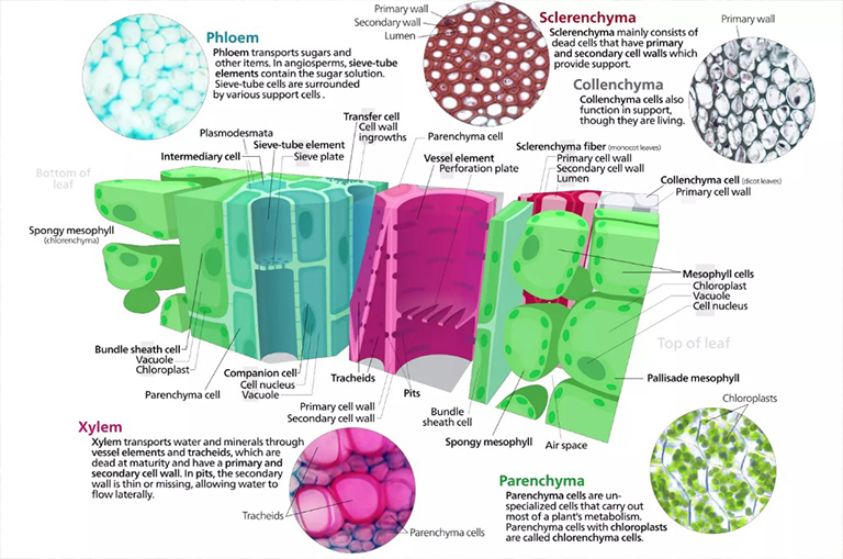 植物组织系统:植物生长.jpg 植物组织系统:植物生长