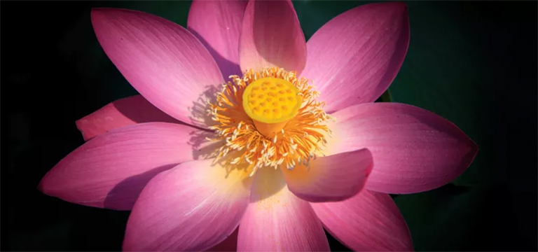 开花植物.jpg 开花植物