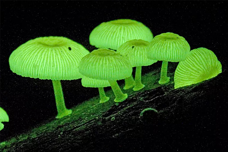 关于真菌的7个有趣的事实