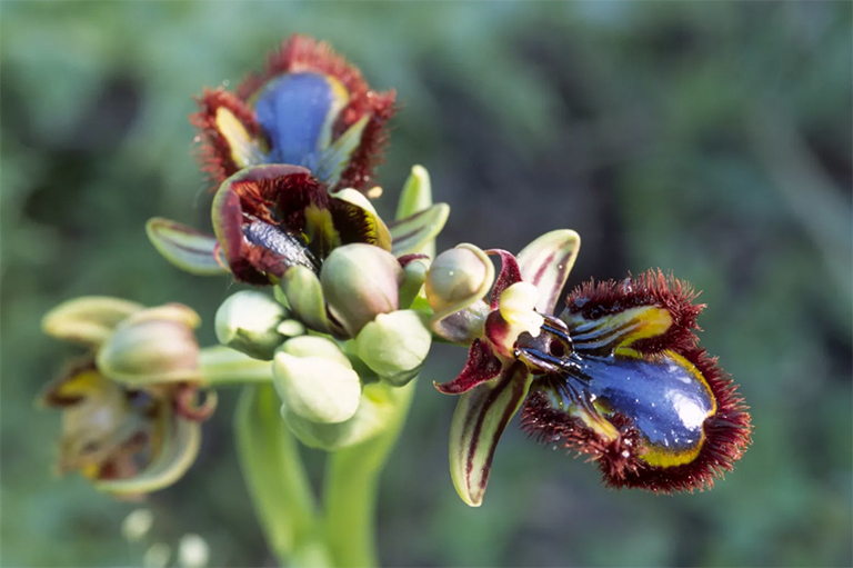 斗兰花抓蜜蜂.jpg 斗兰花抓蜜蜂