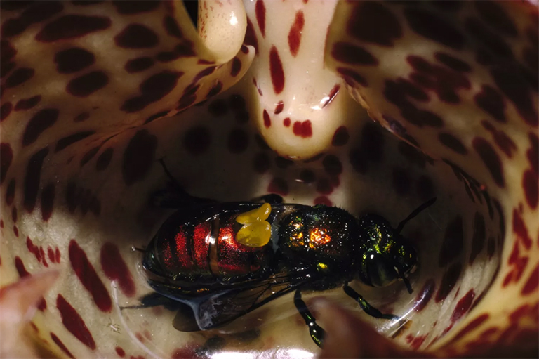 镜蜂兰花.jpg 镜蜂兰花