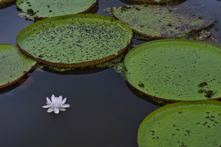 巨型亚马逊睡莲