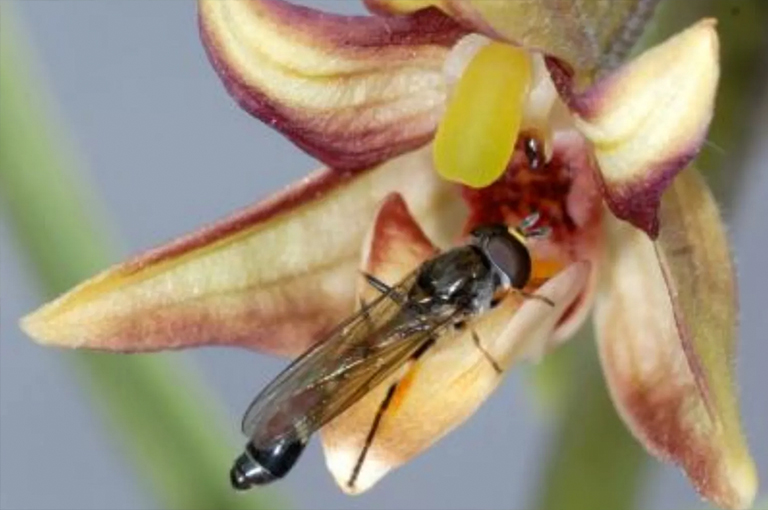 东方沼泽海蝴蝶兰