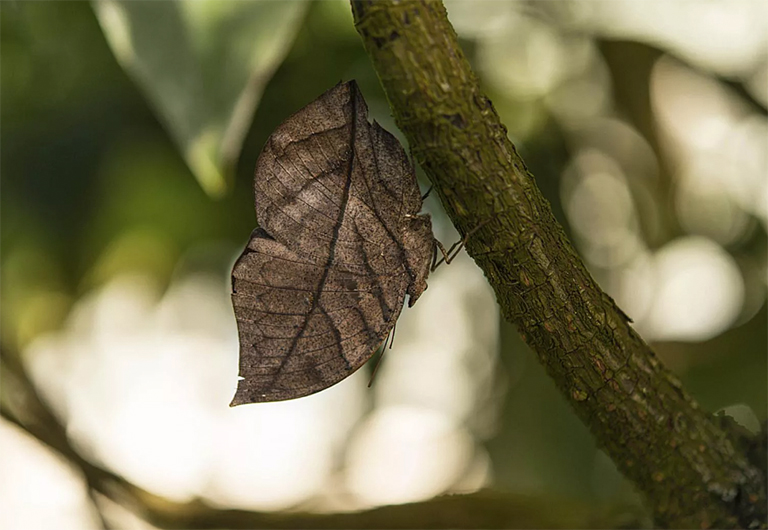 印度阔叶蝴蝶.jpg 印度阔叶蝴蝶