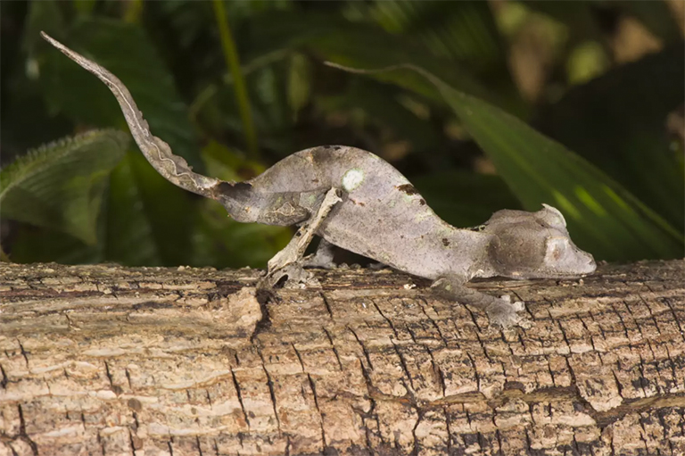 撒旦叶尾壁虎.jpg 撒旦叶尾壁虎