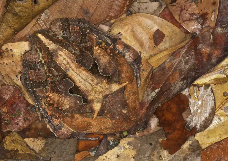 亚马逊角蛙.jpg 亚马逊角蛙