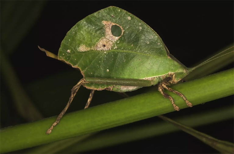 卡蒂迪兹.jpg 卡蒂迪兹