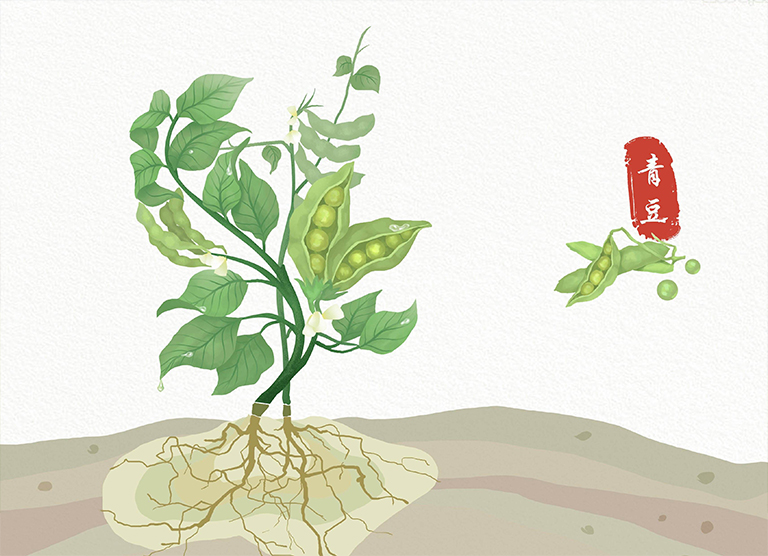 植物和土壤.jpg 植物和土壤