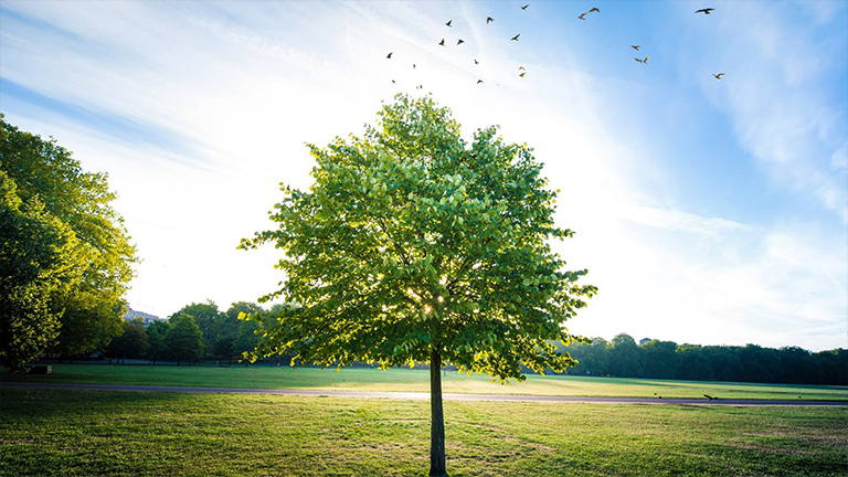 绿色运动.jpg 绿色运动