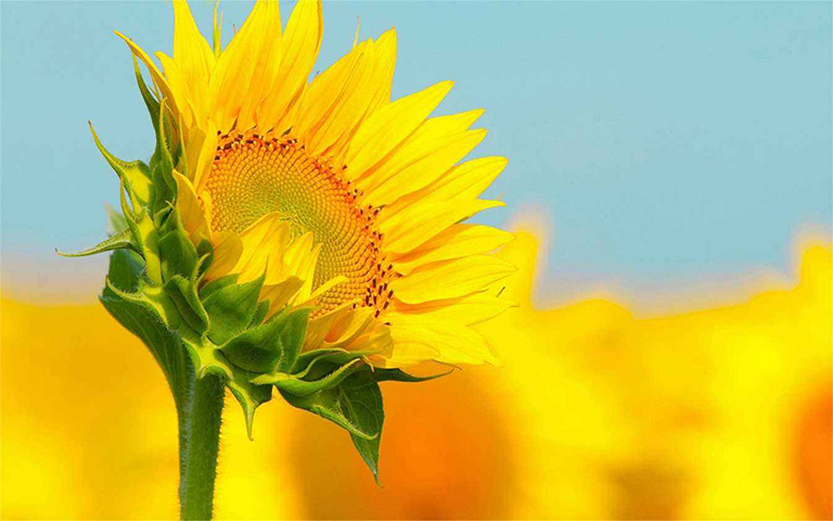 向日葵.jpg 向日葵