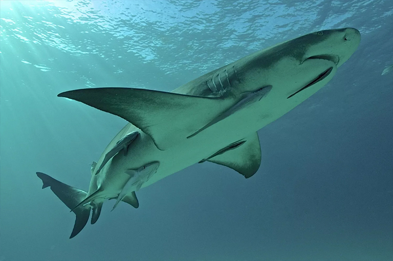 柠檬鲨和Re鱼.jpg 柠檬鲨和Re鱼