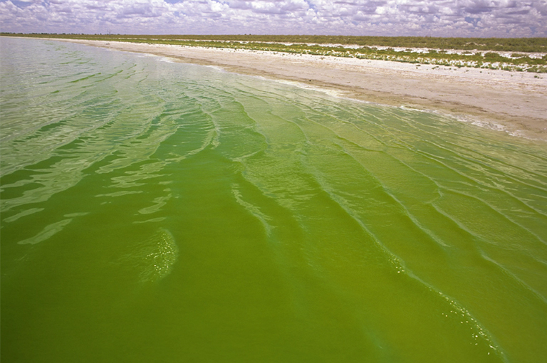海洋中的死区.jpg 海洋中的死区