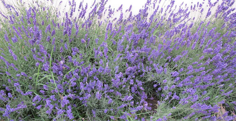 薰衣草.jpg 薰衣草