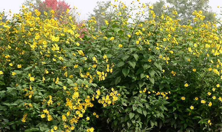 菊芋盛开.jpg 菊芋盛开