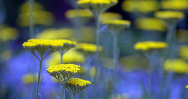 欧arrow草.jpg 欧arrow草