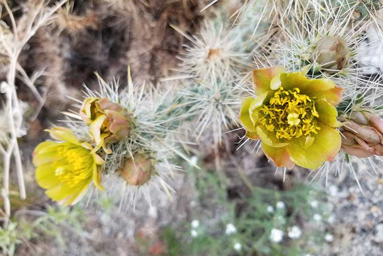仿真树.jpg 仿真树