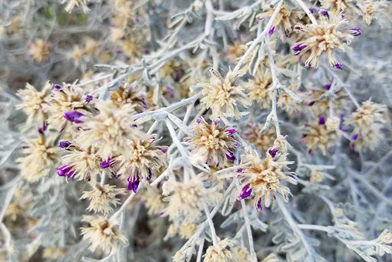 仿真树.jpg 仿真树